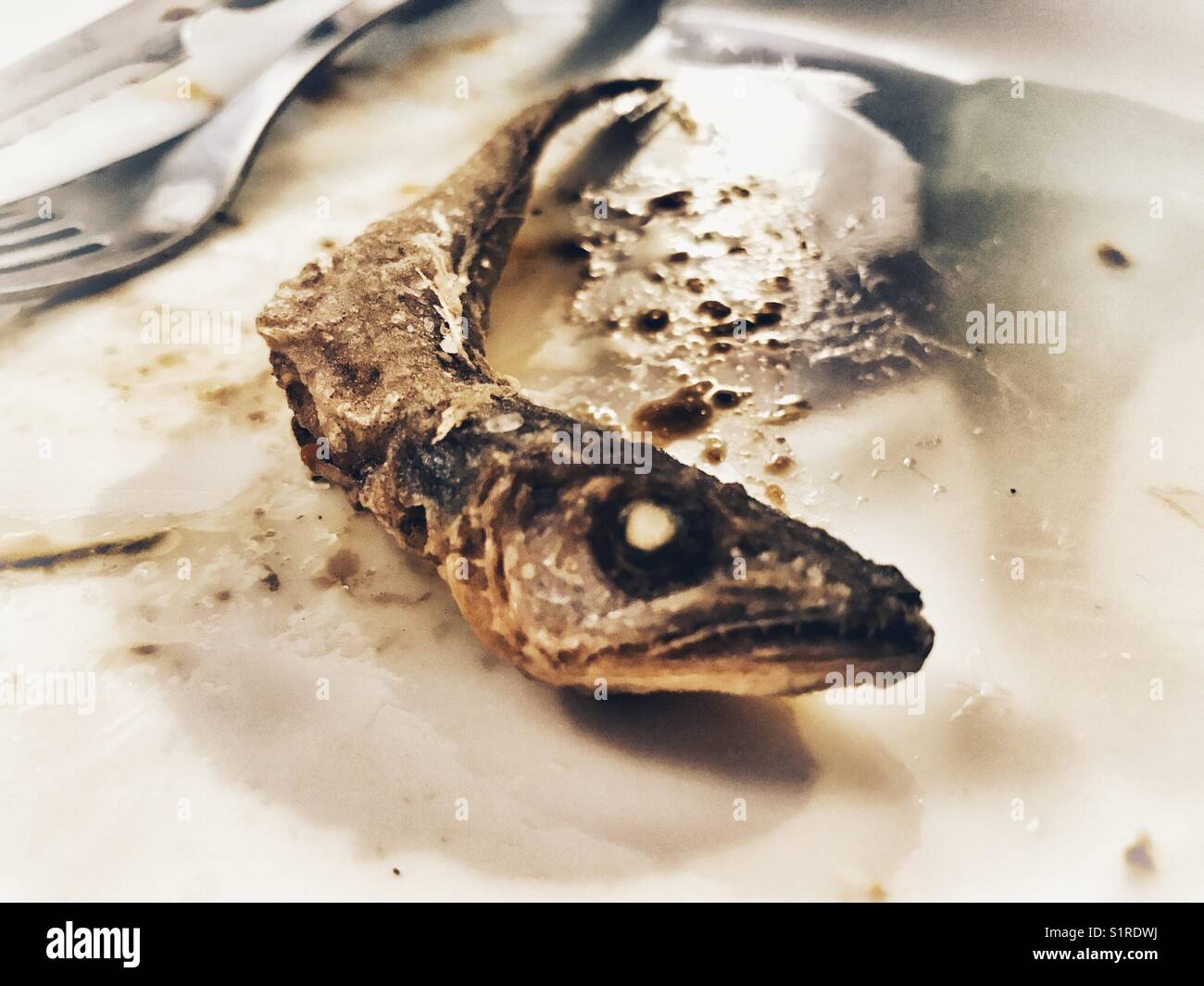 Spanish tapas bar food : deep fried boquerones or bocarones fritos - Smartphone Captured Stock Image