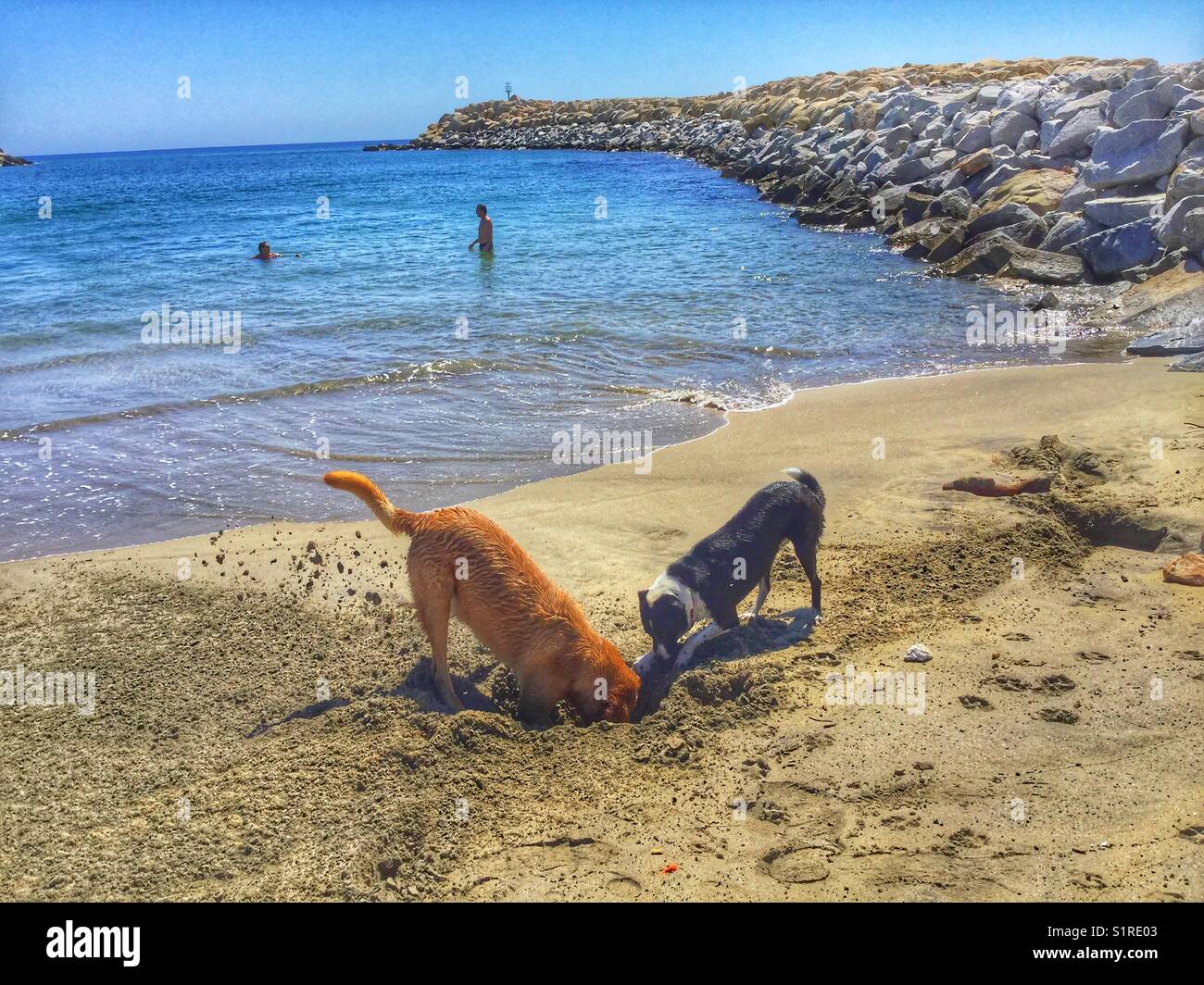 Two dogs digging in the sand on a beach in Los Cabos, Mexico Stock