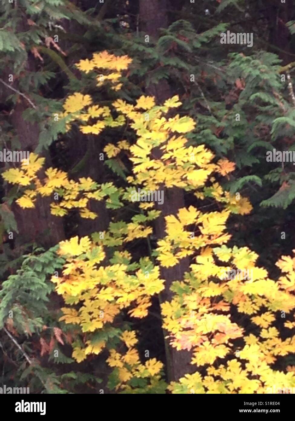 Beautiful big-leaf Maple tree exhibiting colors among surrounding evergreen trees in Washington State, USA Stock Photo