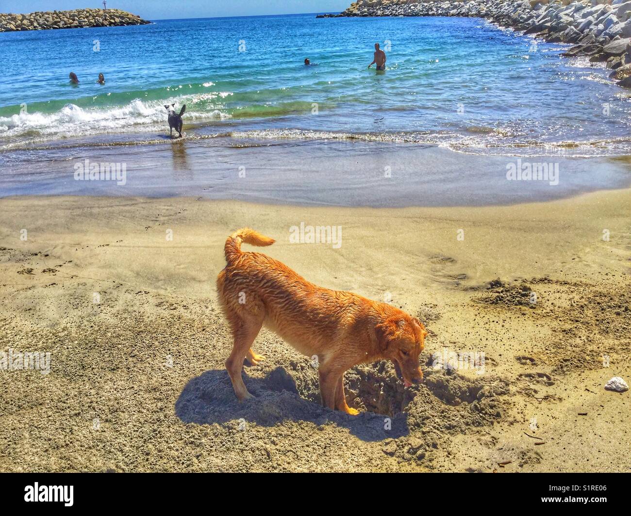 A tan-coloured dog playing in the sand on a beach in Los Cabos, Mexico. - Smartphone Captured Stock Image