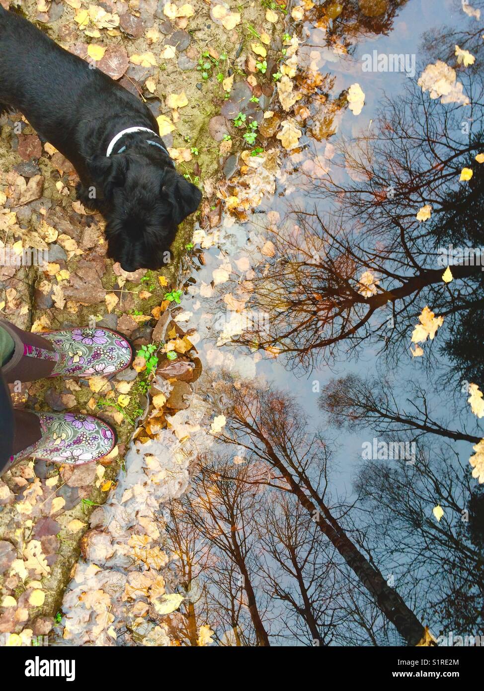 Autumn trees reflected in pond water with black dog and pair of boots, high angle view - Smartphone Captured Stock Image