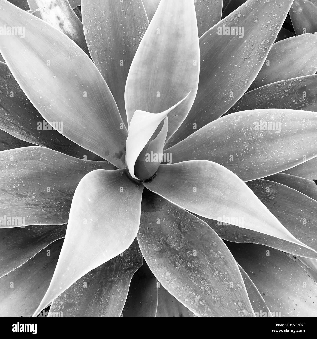 Black and white image of a succulent plant - Smartphone Captured Stock Image