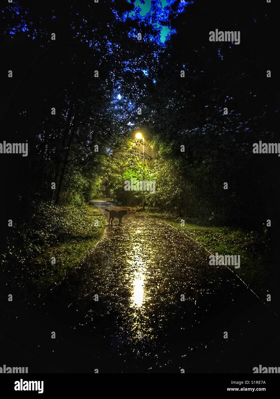Black dog waiting along a tree-lined path at night lit by a street light in the pouring rain - Smartphone Captured Stock Image