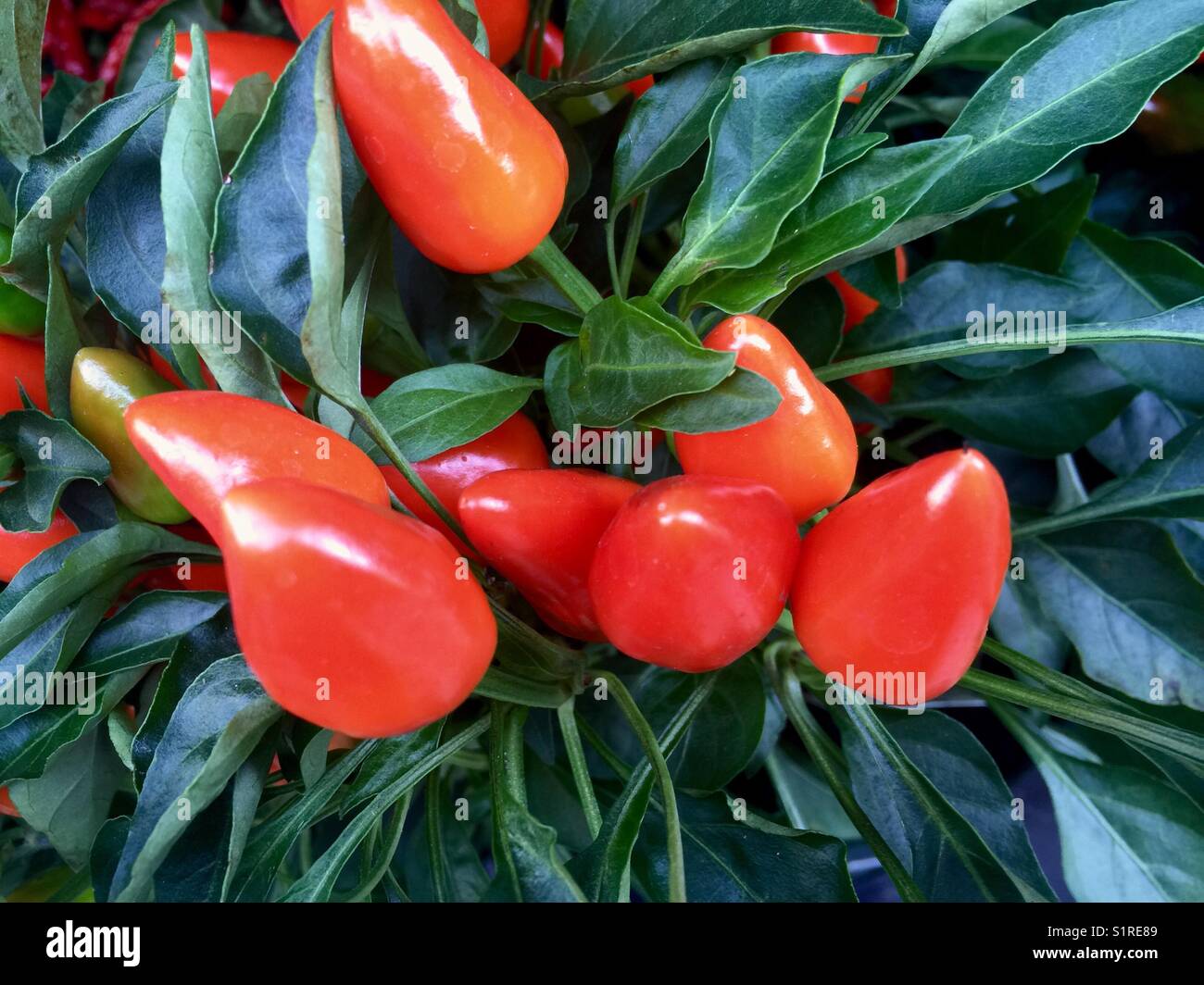 Large red elongated ornamental peppers Stock Photo