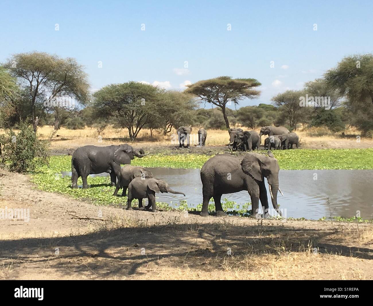 Elephants @ Tarangire National Park, Tanzania Stock Photo