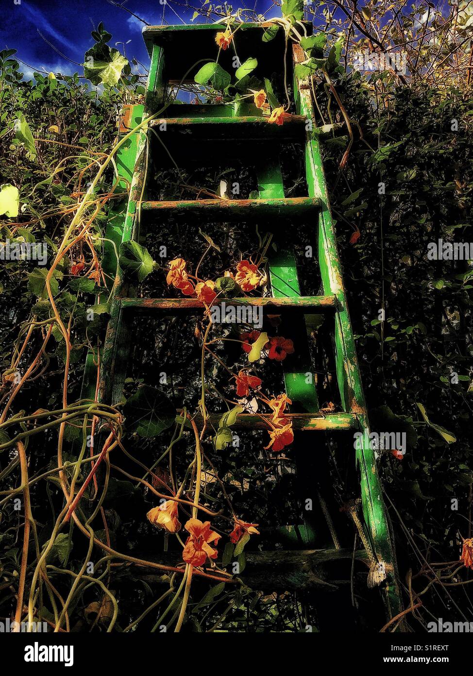 An old ladder in the garden. - Smartphone Captured Stock Image