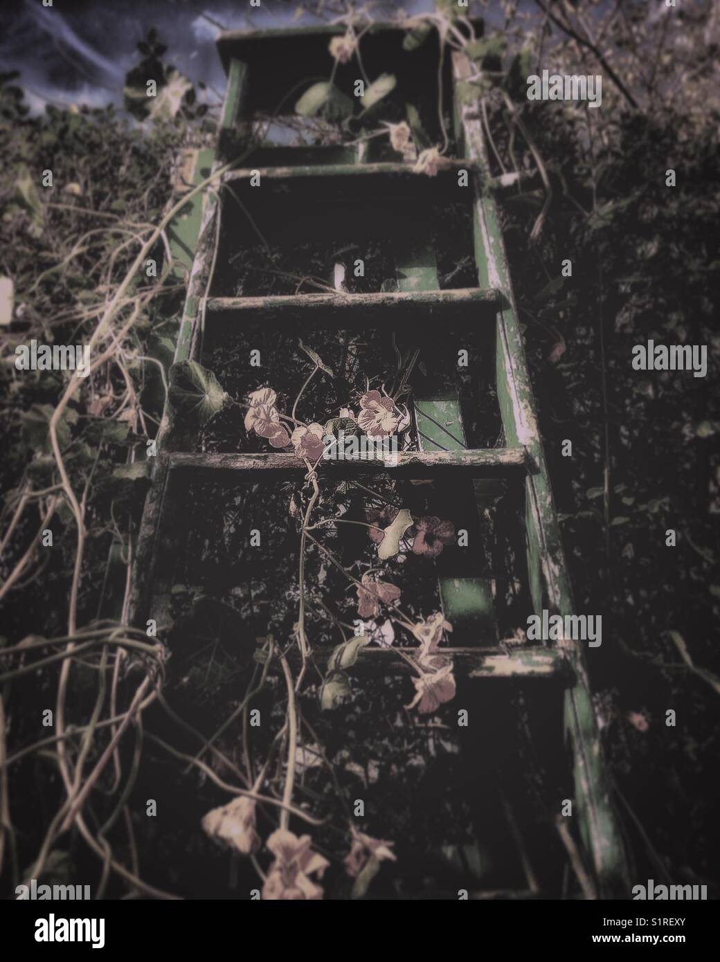 An old ladder in a garden - Smartphone Captured Stock Image