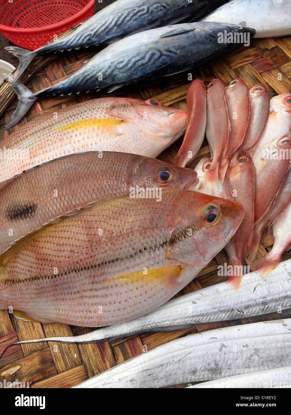 Fish stripes. - Smartphone Captured Stock Image