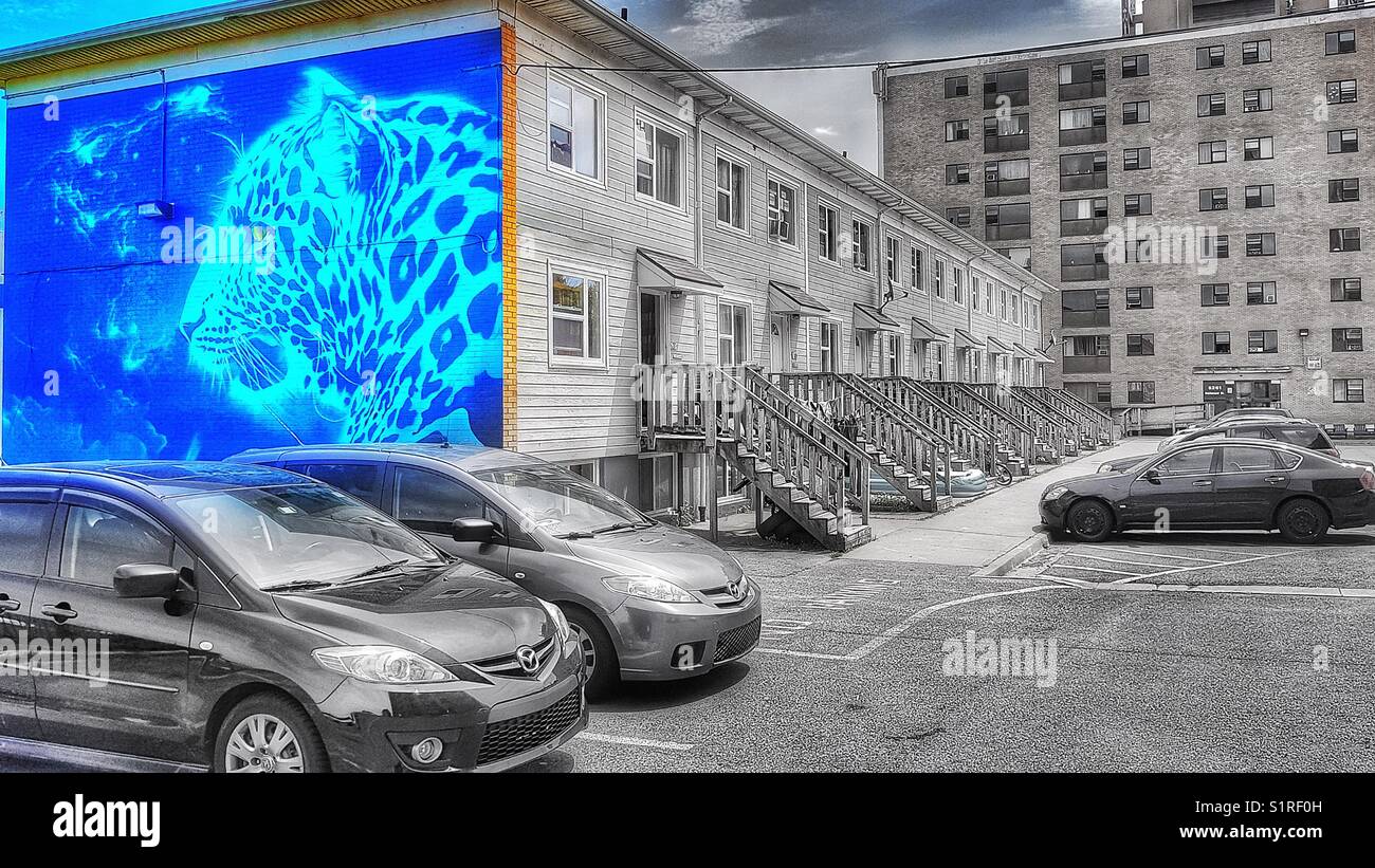 Big cat mural Halifax, Nova Scotia, Canada - Smartphone Captured Stock Image