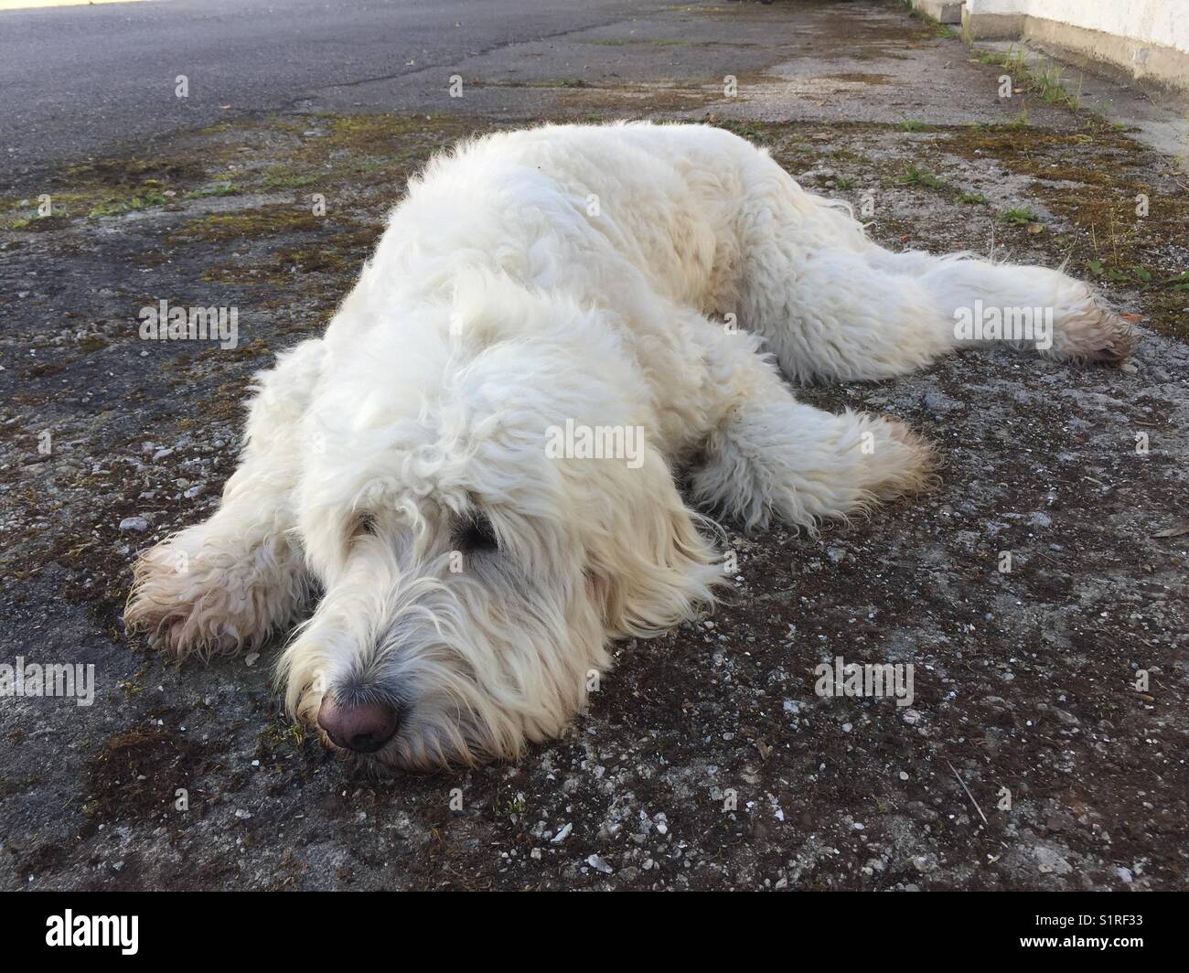 Resting relaxing white dog pn street Stock Photo
