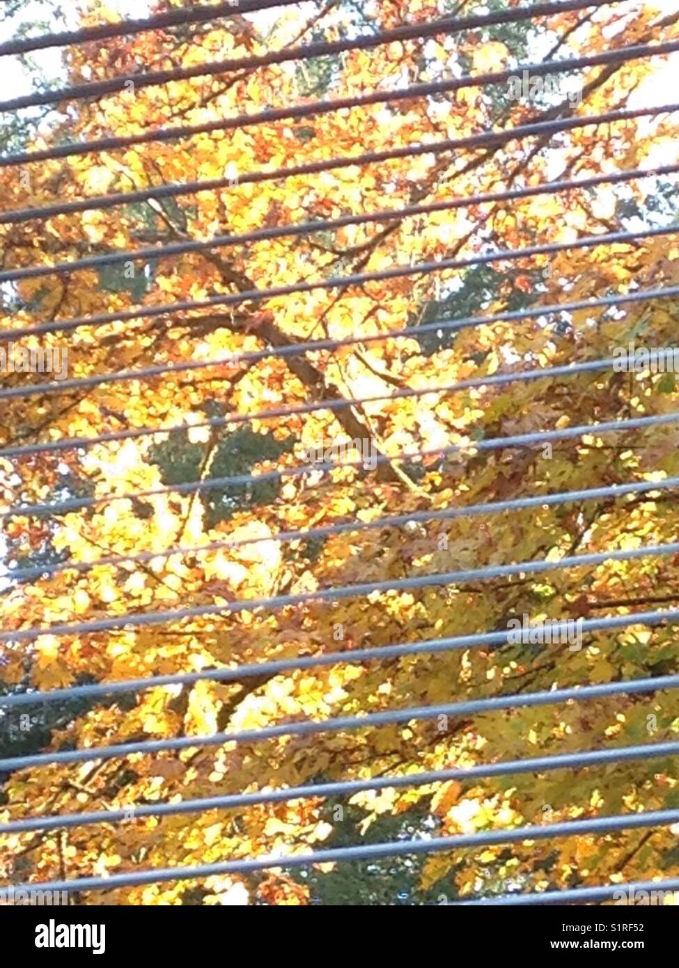 An autumn view from a window Stock Photo