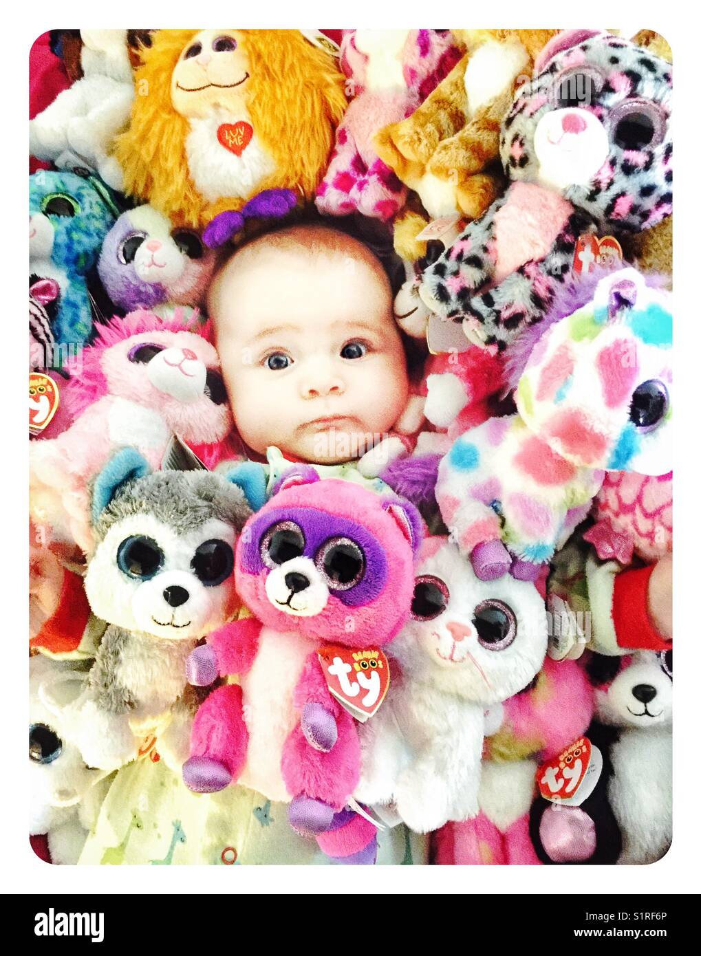 Baby buried in Ty Beanie Boo toys Stock Photo