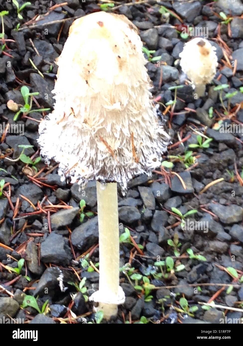 The Shaggy Mane wild mushroom (Coprinus Comatus)   The cap will melt into black goo. Two. Stock Photo