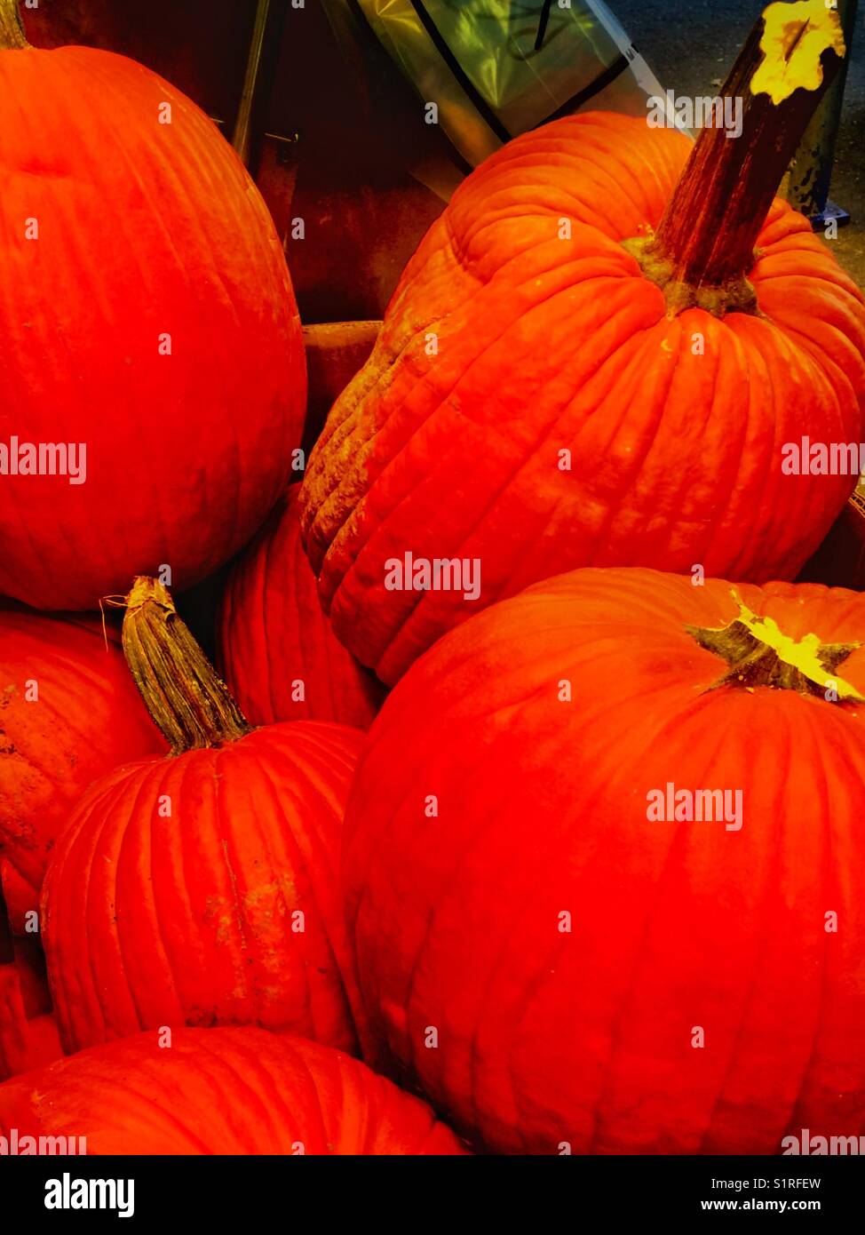 Imperfect Pumpkins looking for the Perfect  Home Stock Photo