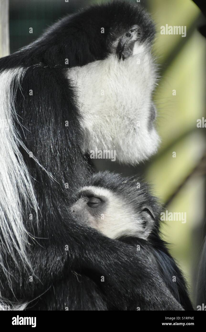 Sleeping small monkey guereza Stock Photo