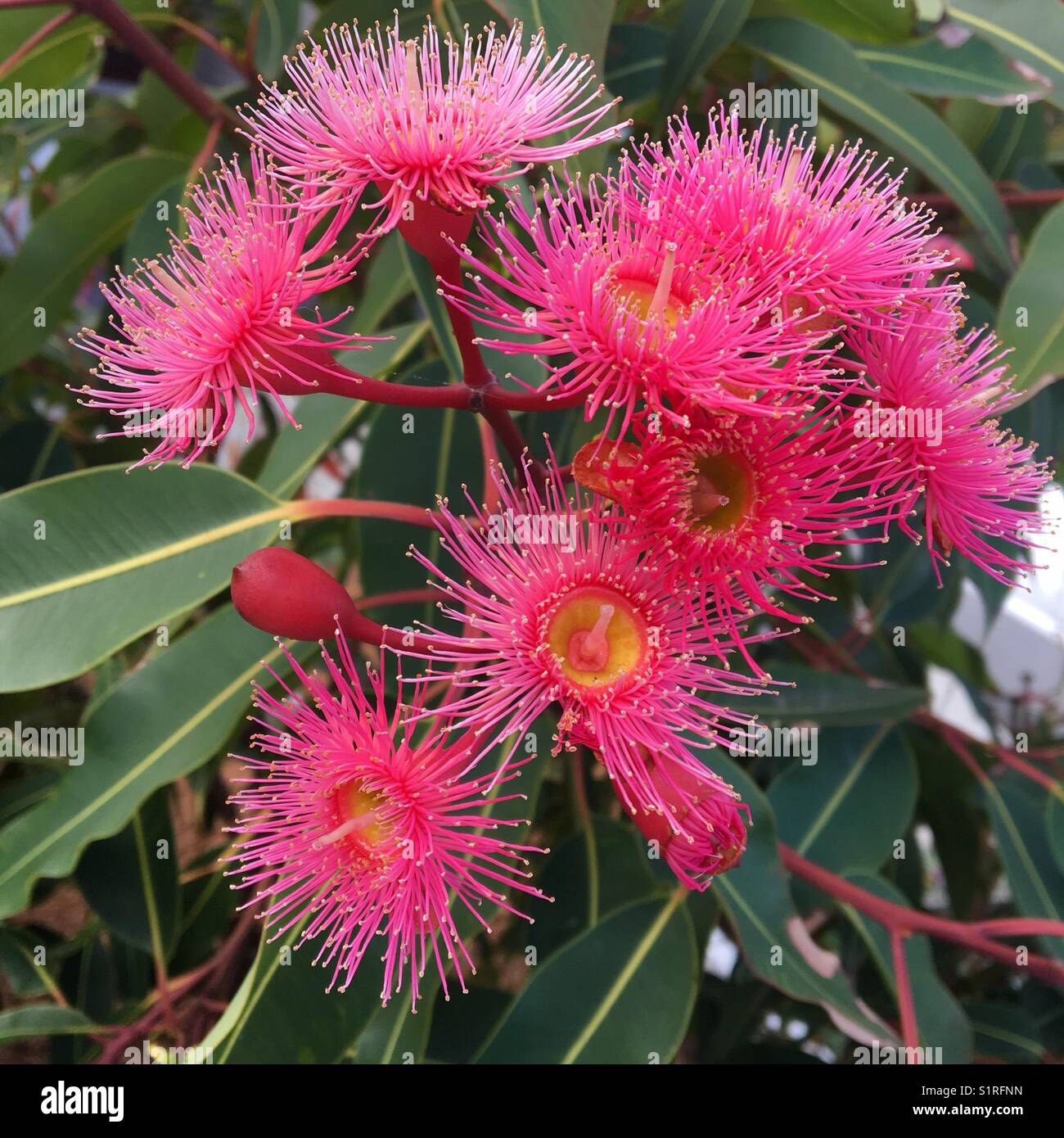 Pink Eucalyptus flowers Stock Photo