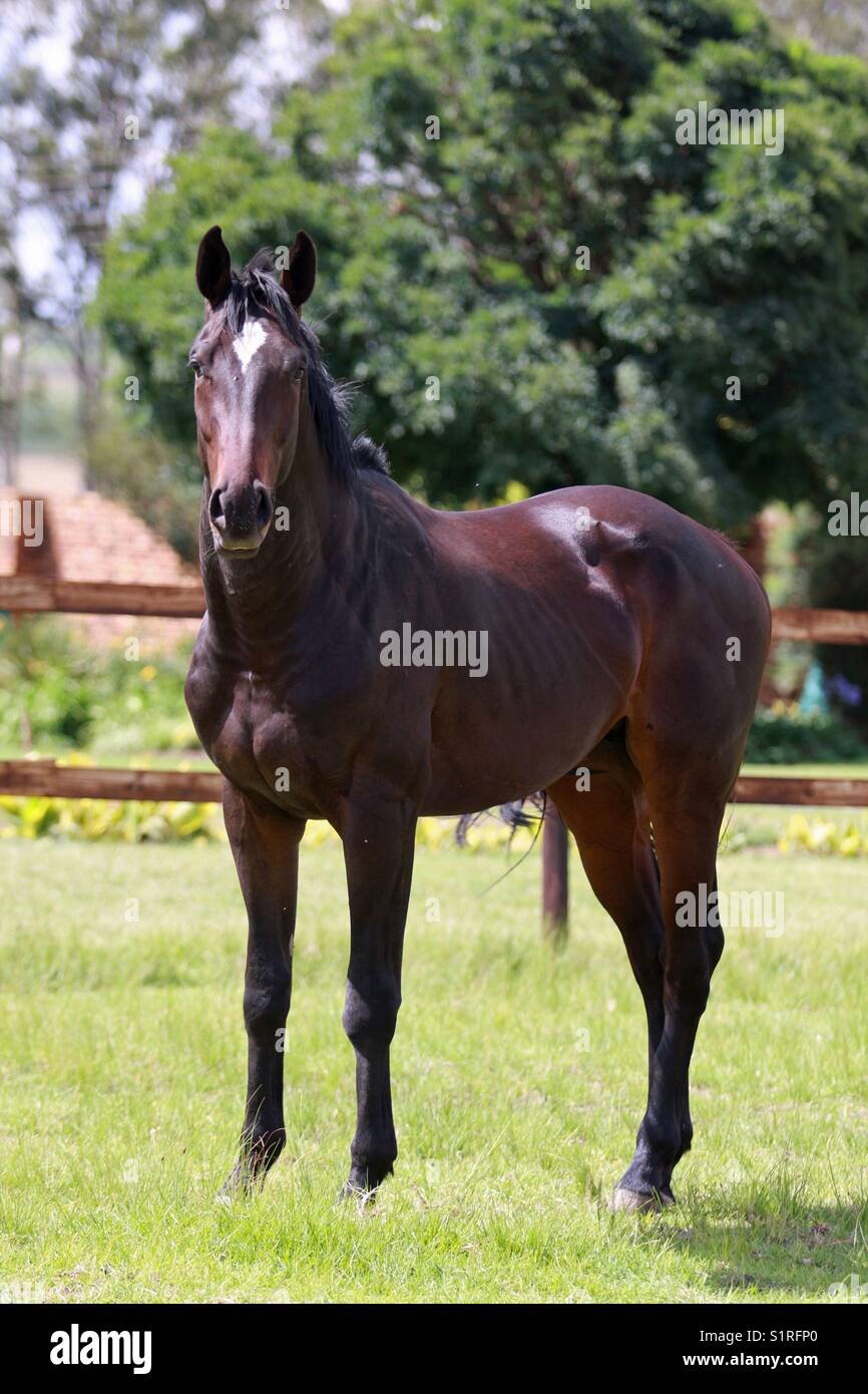 Dark bay horse in paddock Stock Photo