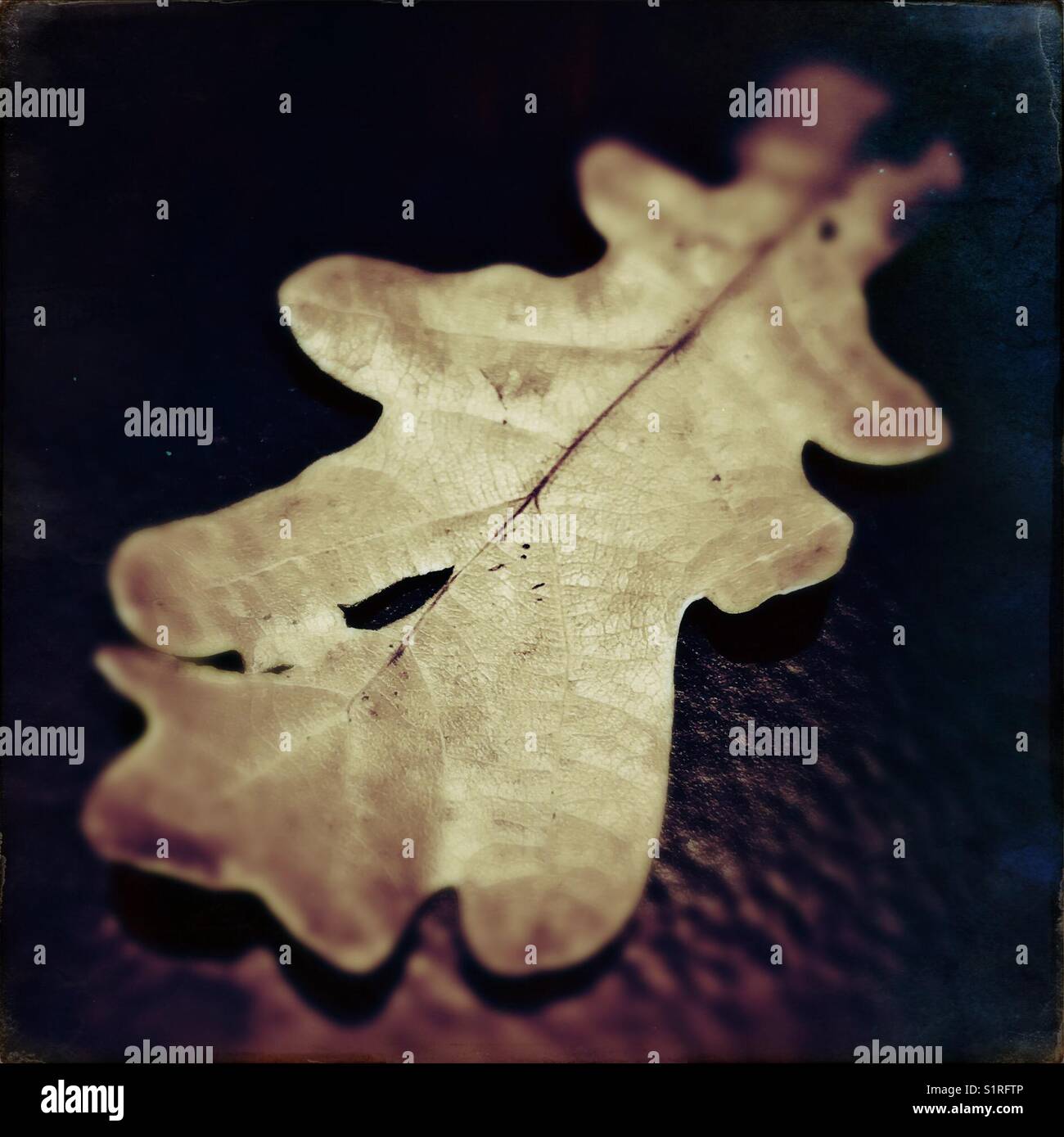 Autumnal Oak leaf Stock Photo