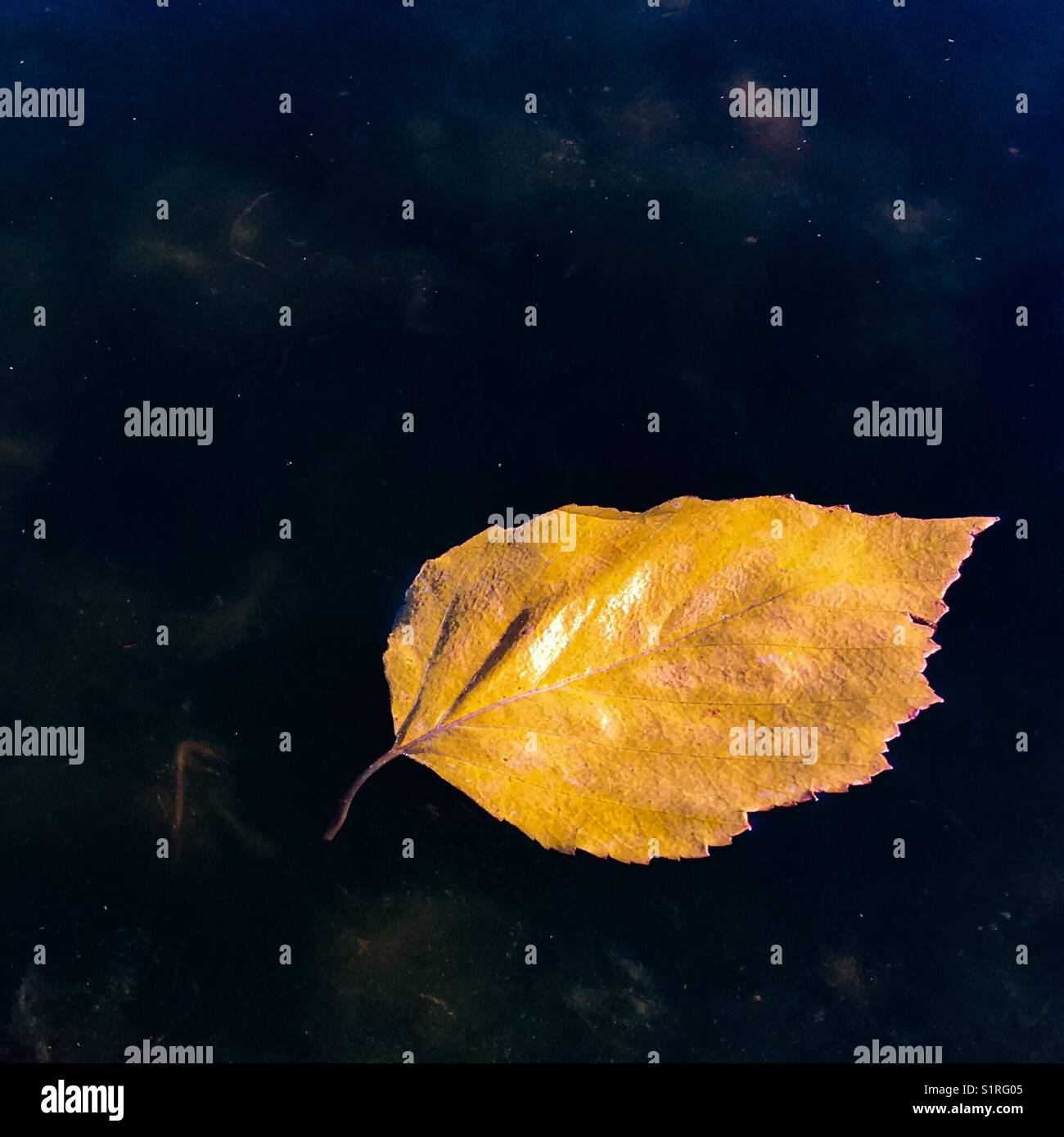 Yellow leaf floating on water in the sunshine. Square crop. - Smartphone Captured Stock Image