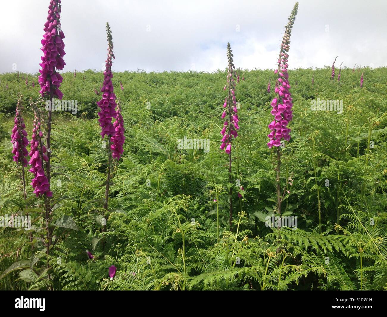 Ferns foxgloves hi-res stock photography and images - Alamy