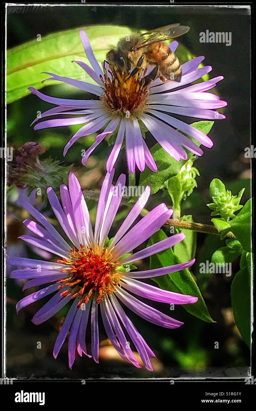 A honey bee gathering pollen from a purple wildflower - Smartphone Captured Stock Image