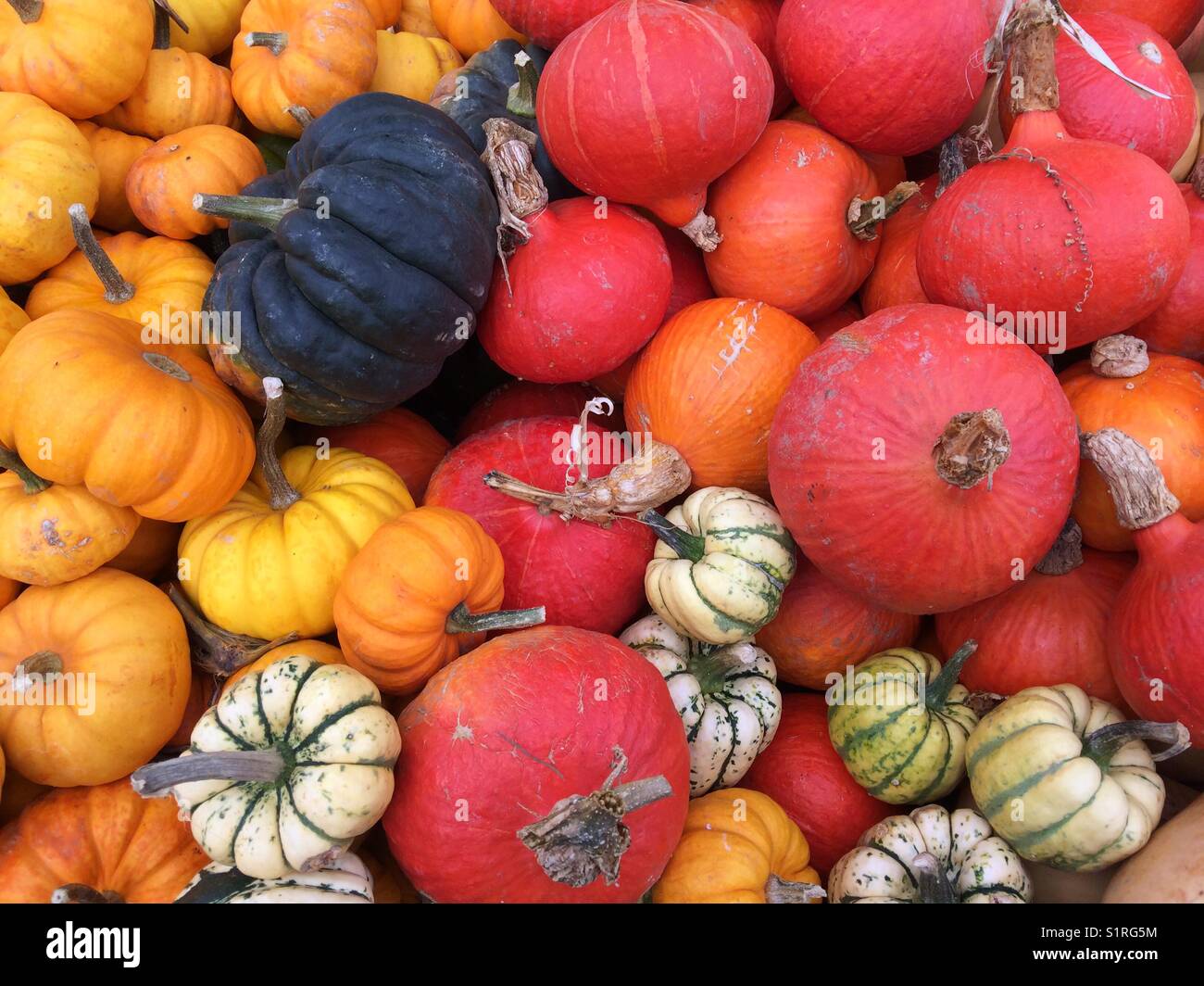 A pile of colourful pumpkins Stock Photo - Alamy
