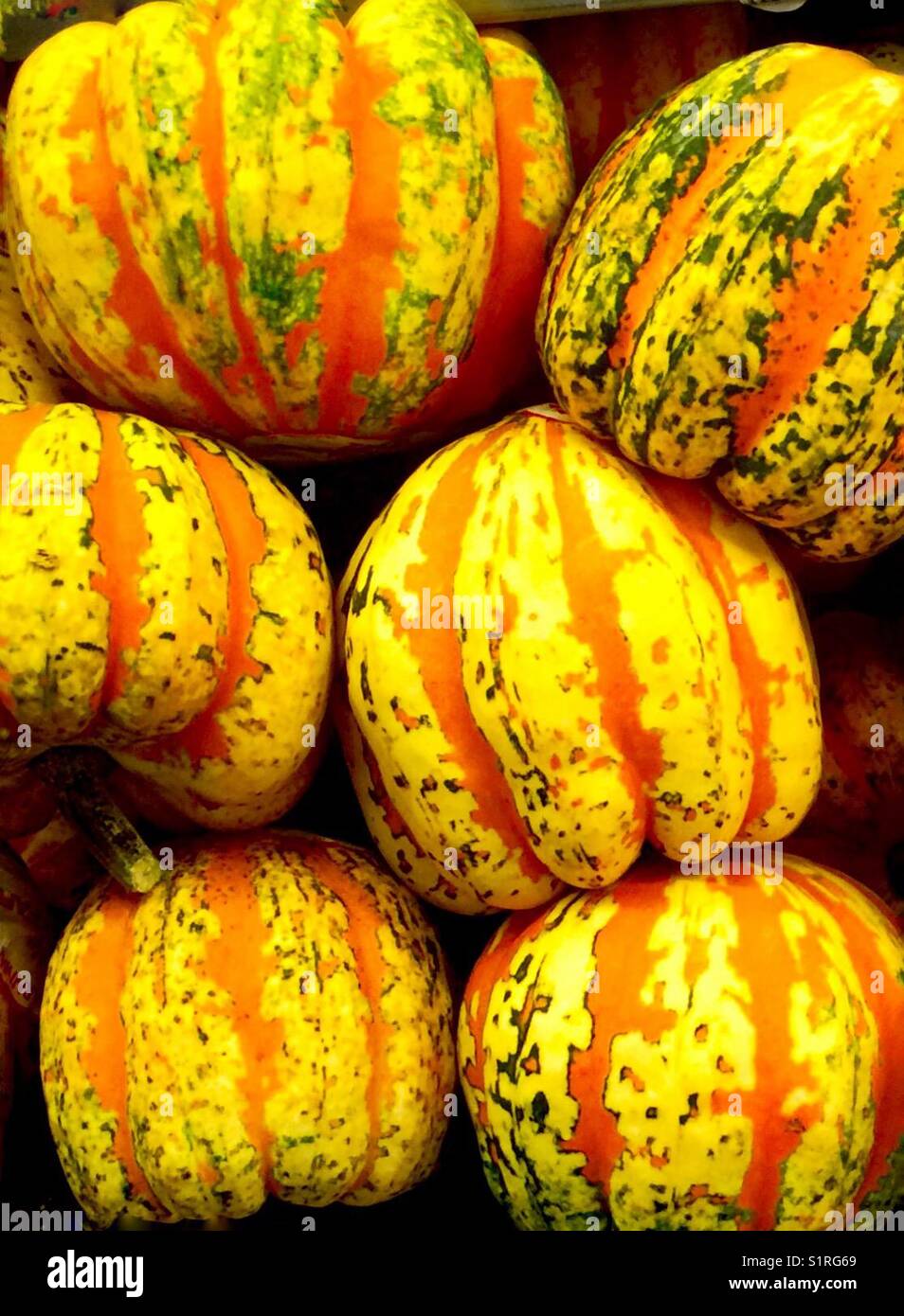 Carnival Squash - a winter squash aptly named for their vibrant color, cheerful orange stripes and scattered green mottling Stock Photo