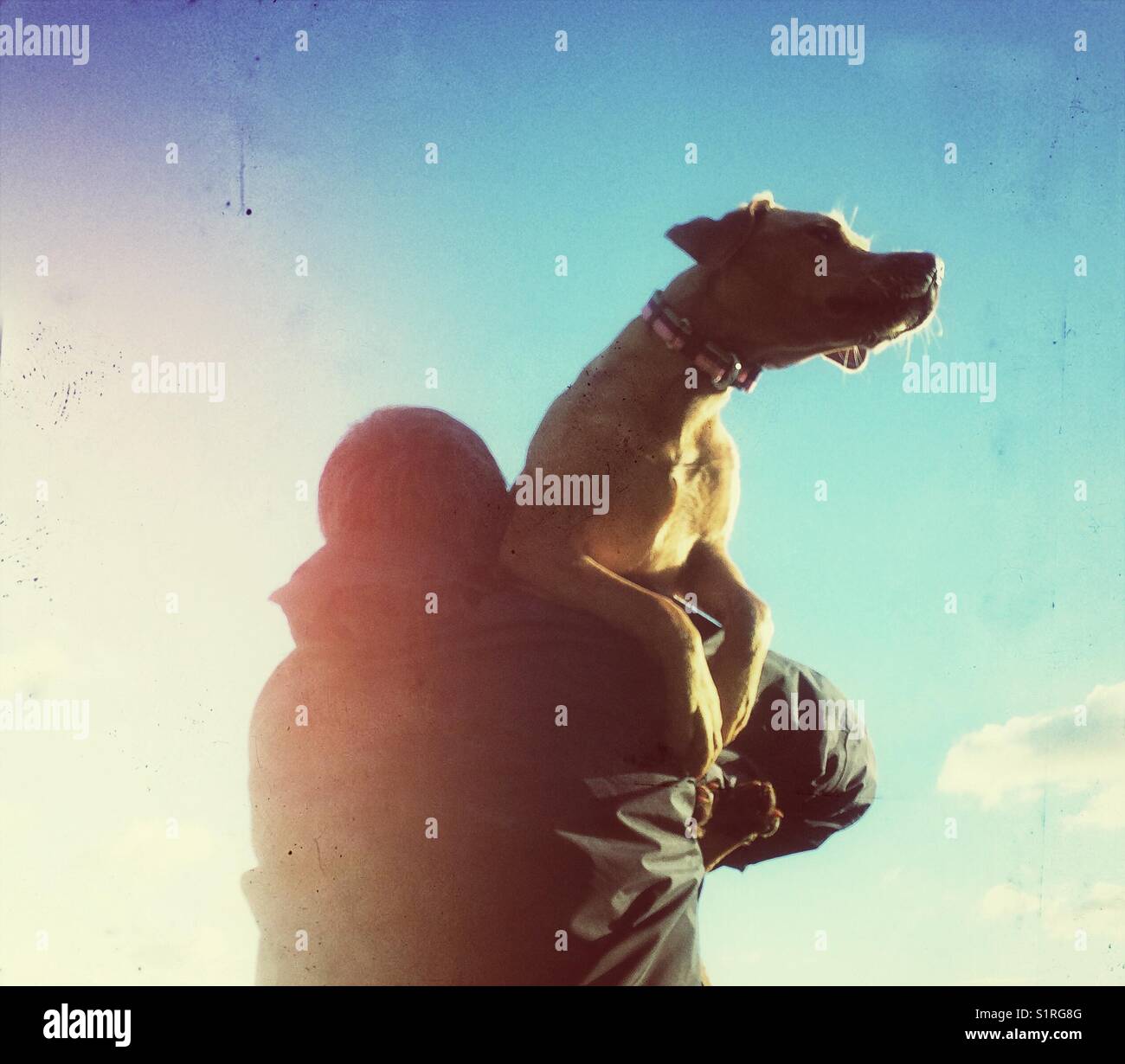 A strong man carrying his injured dog home and onto the sunset - Smartphone Captured Stock Image