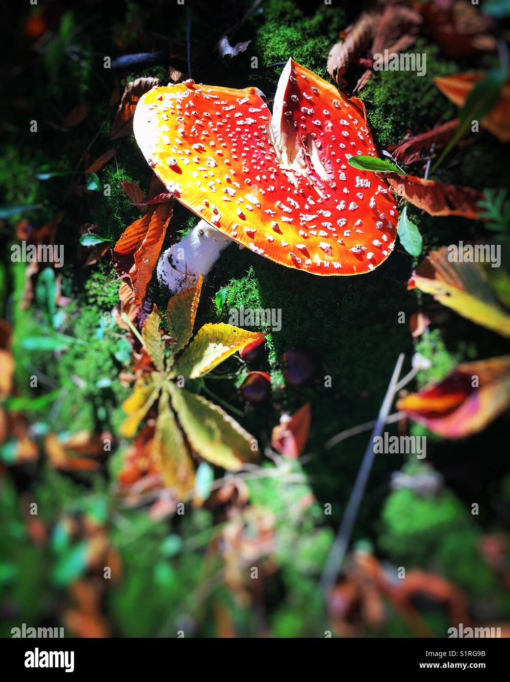 Autumn wild mushroom - Smartphone Captured Stock Image