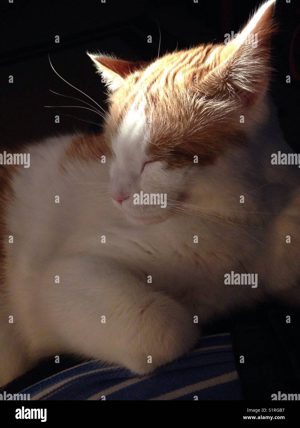 Sun setting on a cat falling asleep Stock Photo