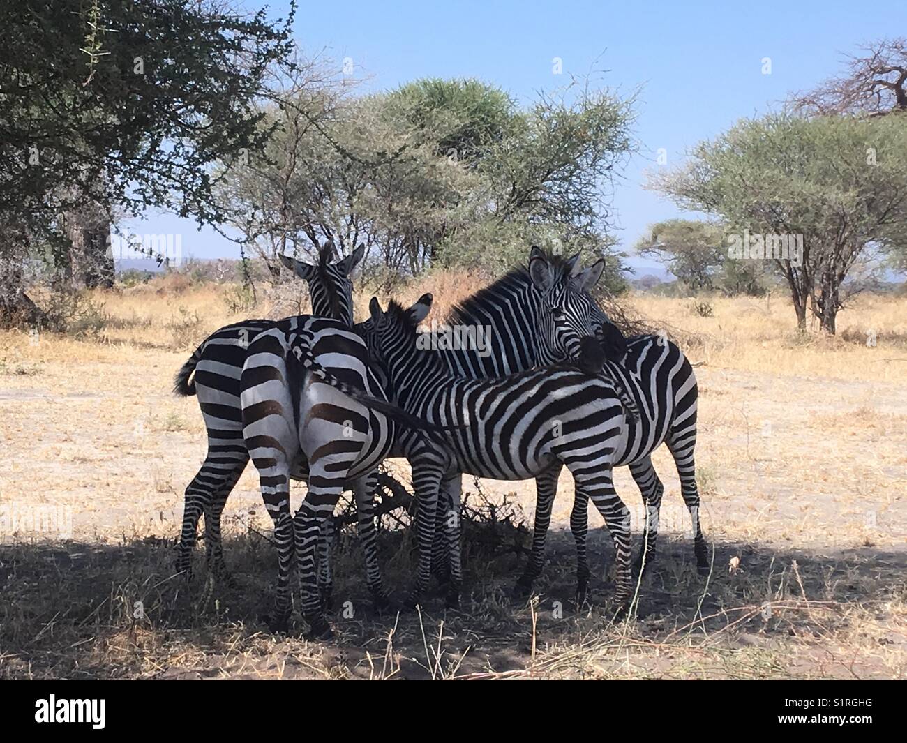 Zebras @ Tarangire National Park, Tanzania Stock Photo