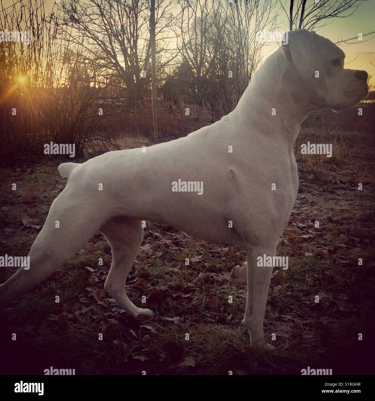 White Boxer dog Stock Photo