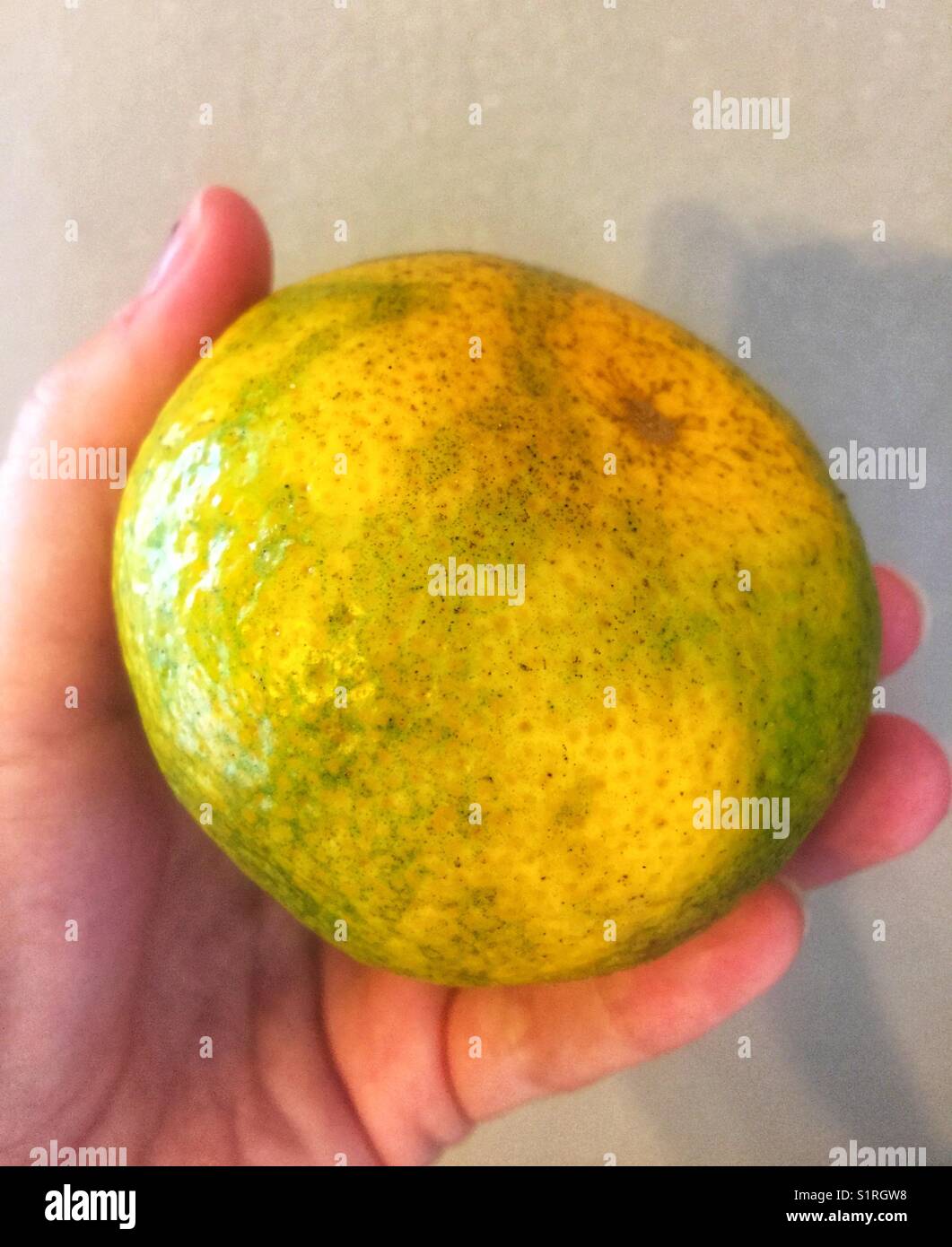 Louisiana Satsuma Stock Photo Alamy