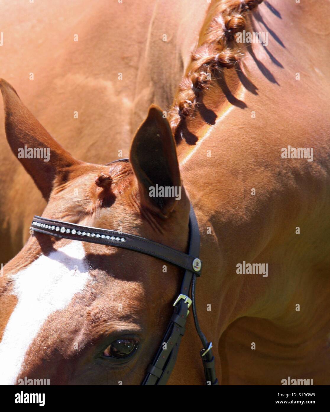 Chestnut mare hires stock photography and images Alamy