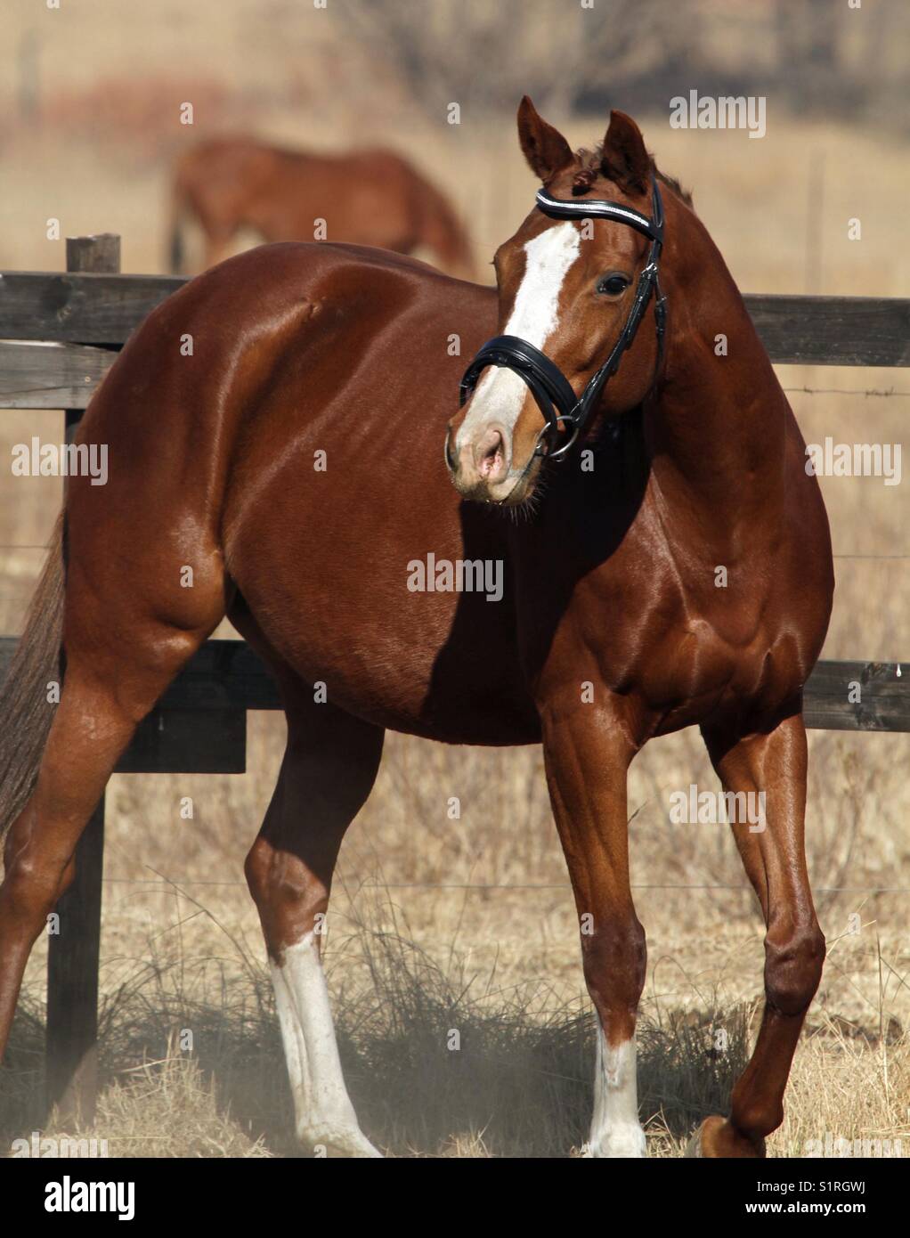chestnut mare Stock Photo Alamy