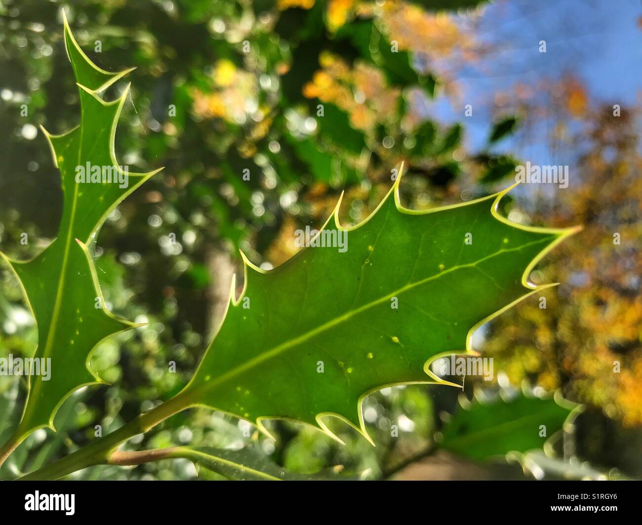 Holly leaf, back lit - Smartphone Captured Stock Image