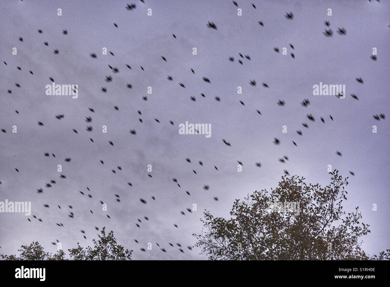 Starling murmuration, close up. Birds flying overhead to roost in the reed marshes at RSPB Ham Wall, Somerset, England. - Smartphone Captured Stock Image