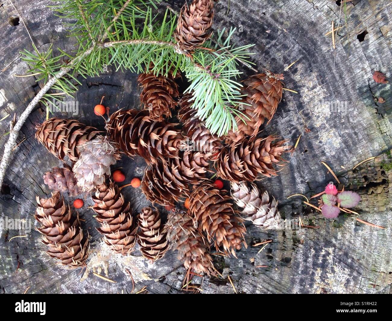 Pine cones and small evergreen branch on a tree stump in Pacific Northwest, USA Stock Photo