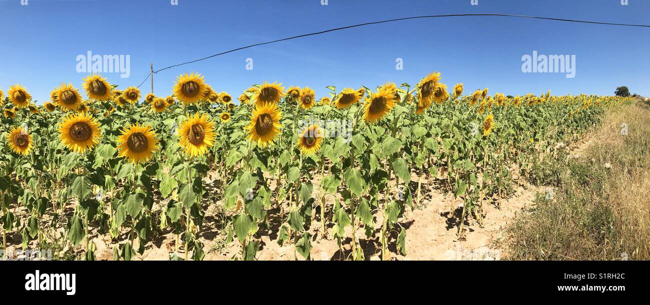 Sunflower field. Panoramic view. Spain. - Smartphone Captured Stock Image
