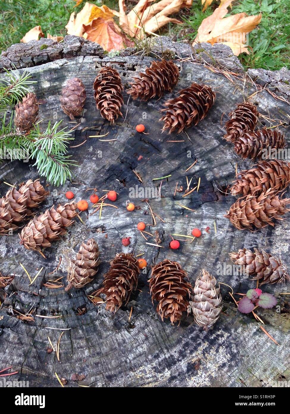 Various stages of pine cones gathered after high winds in Pacific Northwest, USA Stock Photo