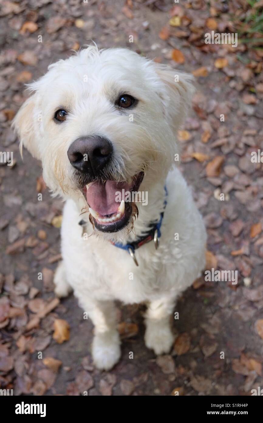 happiest puppy in the world