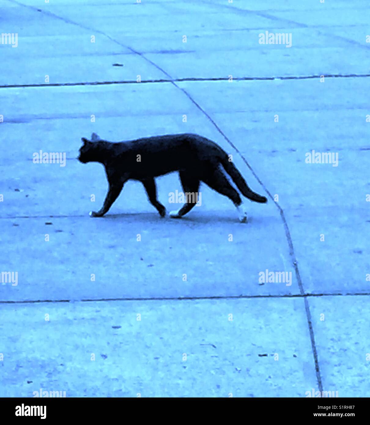 Agile, Lithe Black Street Cat in the Concrete Jungle Stock Photo