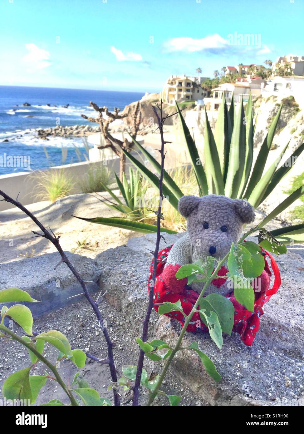A stuffed teddy bear sits in between plants by the seaside in Mexico. - Smartphone Captured Stock Image
