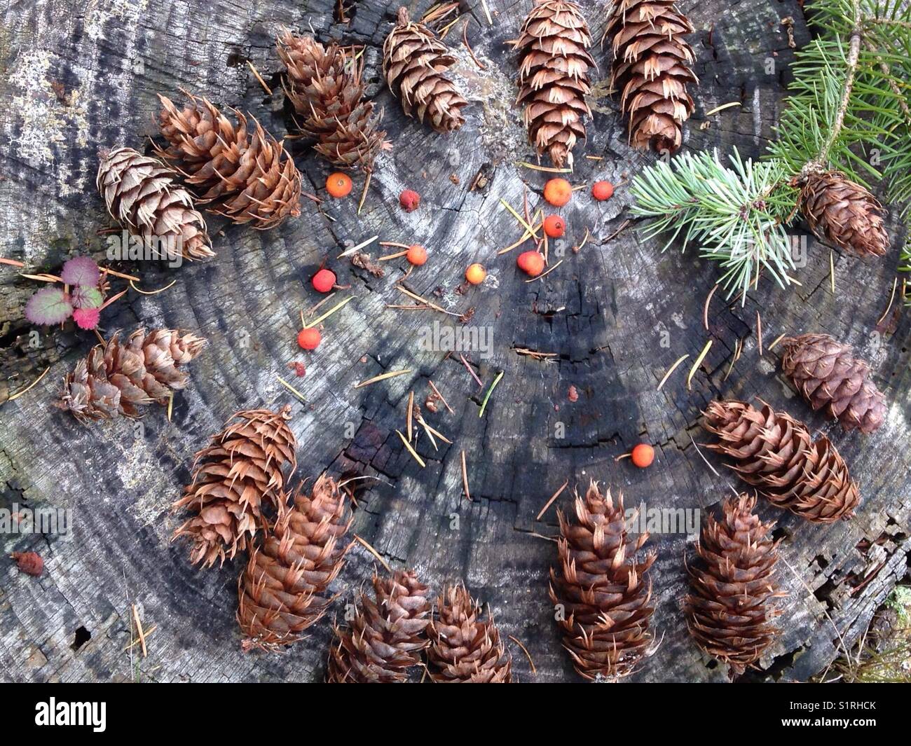 Pine cones displayed on a tree stump following a windy day in the Pacific Northwest, USA Stock Photo