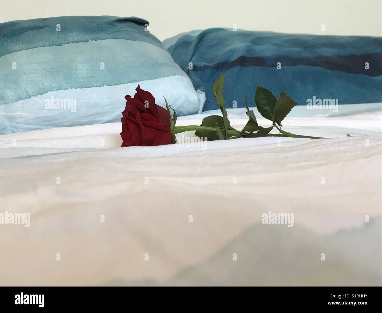 Red rose on bed Stock Photo Alamy