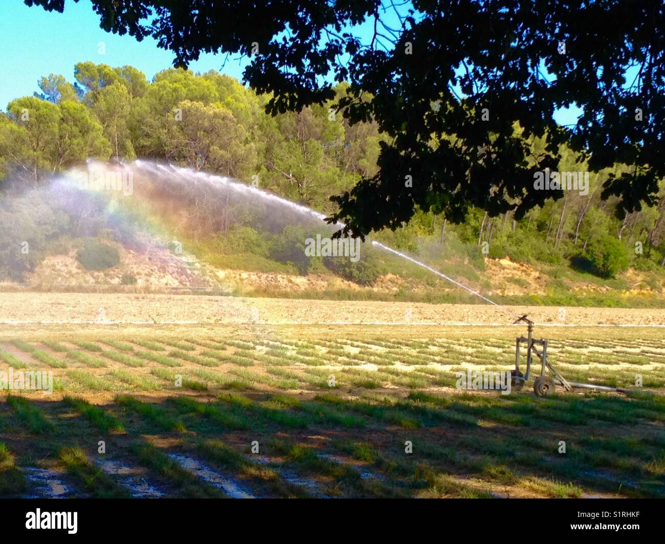 Automatic watering and rainbow - Smartphone Captured Stock Image