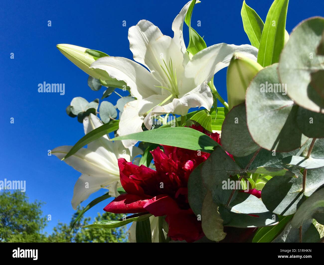Flowers in the sky Stock Photo Alamy