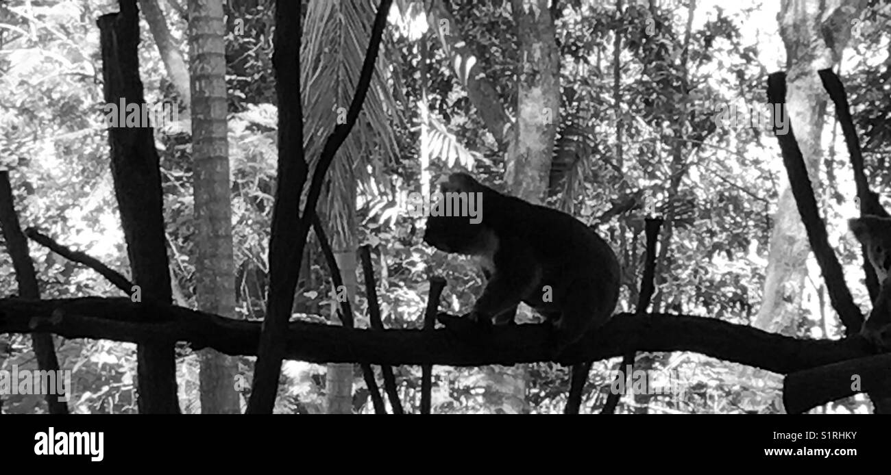 Koala on a branch black and white stock image