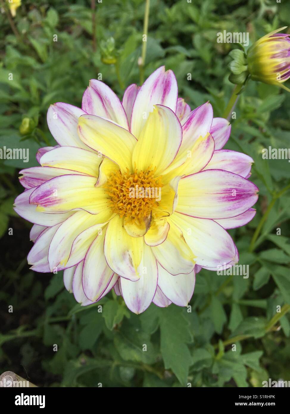 Peony flower Dahlia with petals of yellow, white and purple with green foliage background. Stock Photo