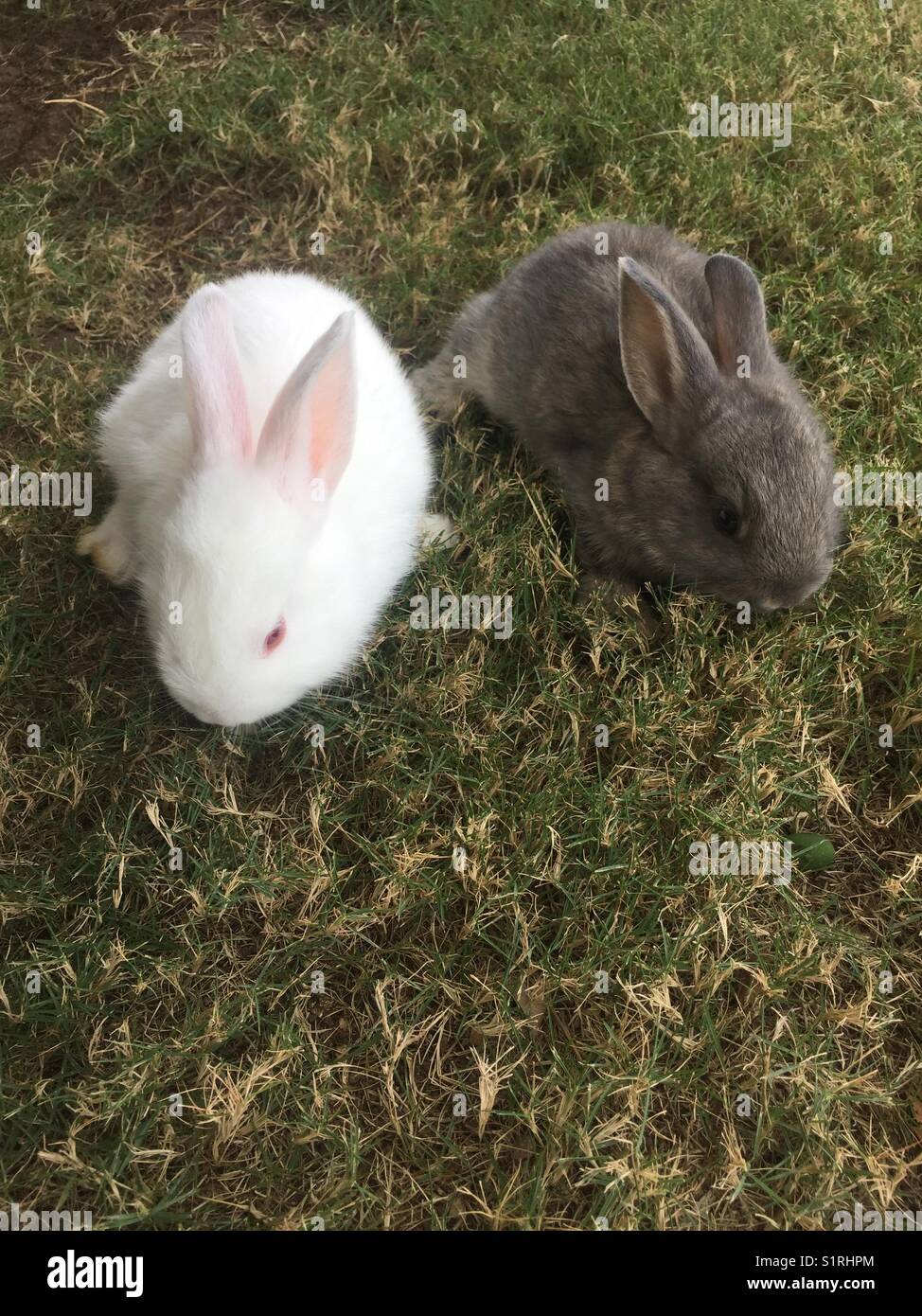 Three week old rabbits first time on the grass Stock Photo Alamy